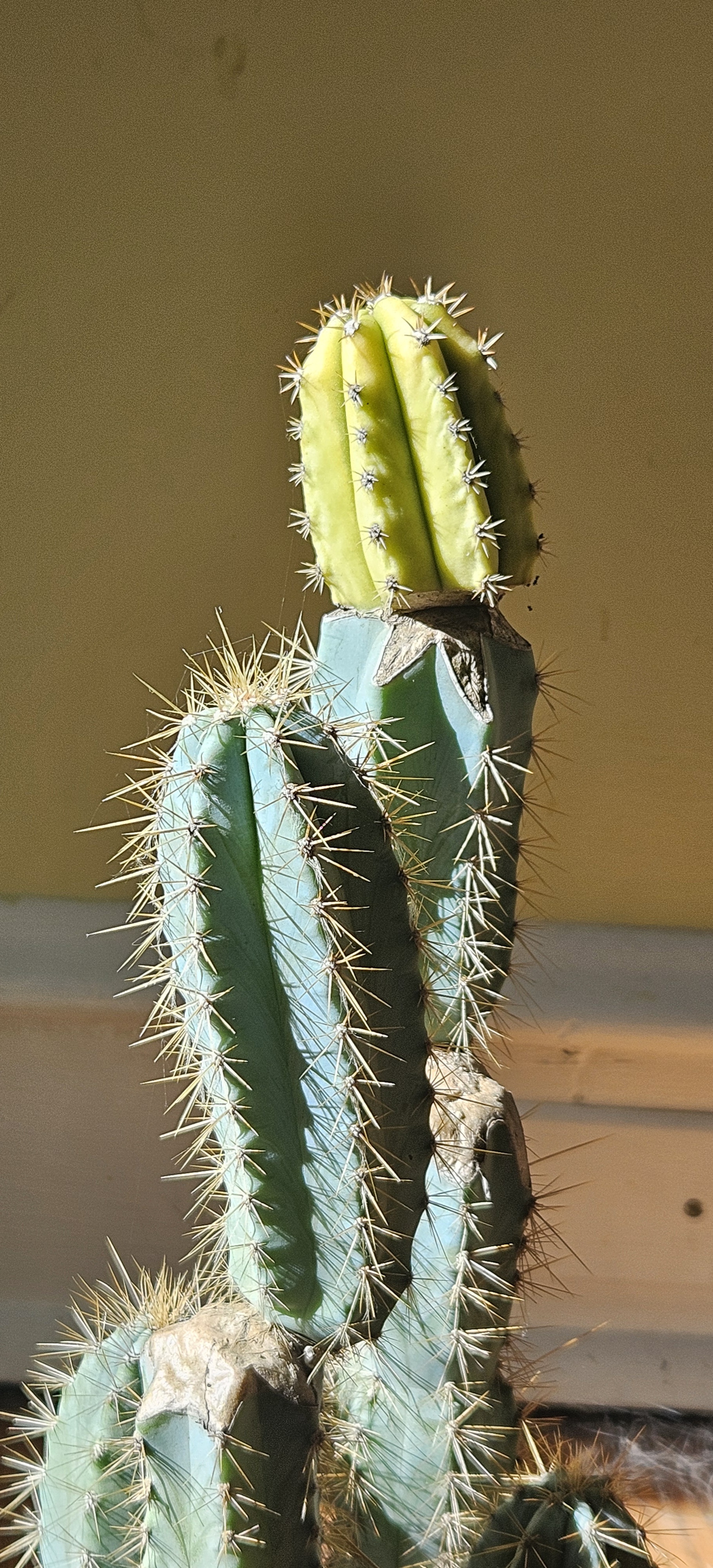 Yellow Scopulicola on Blue Tourch