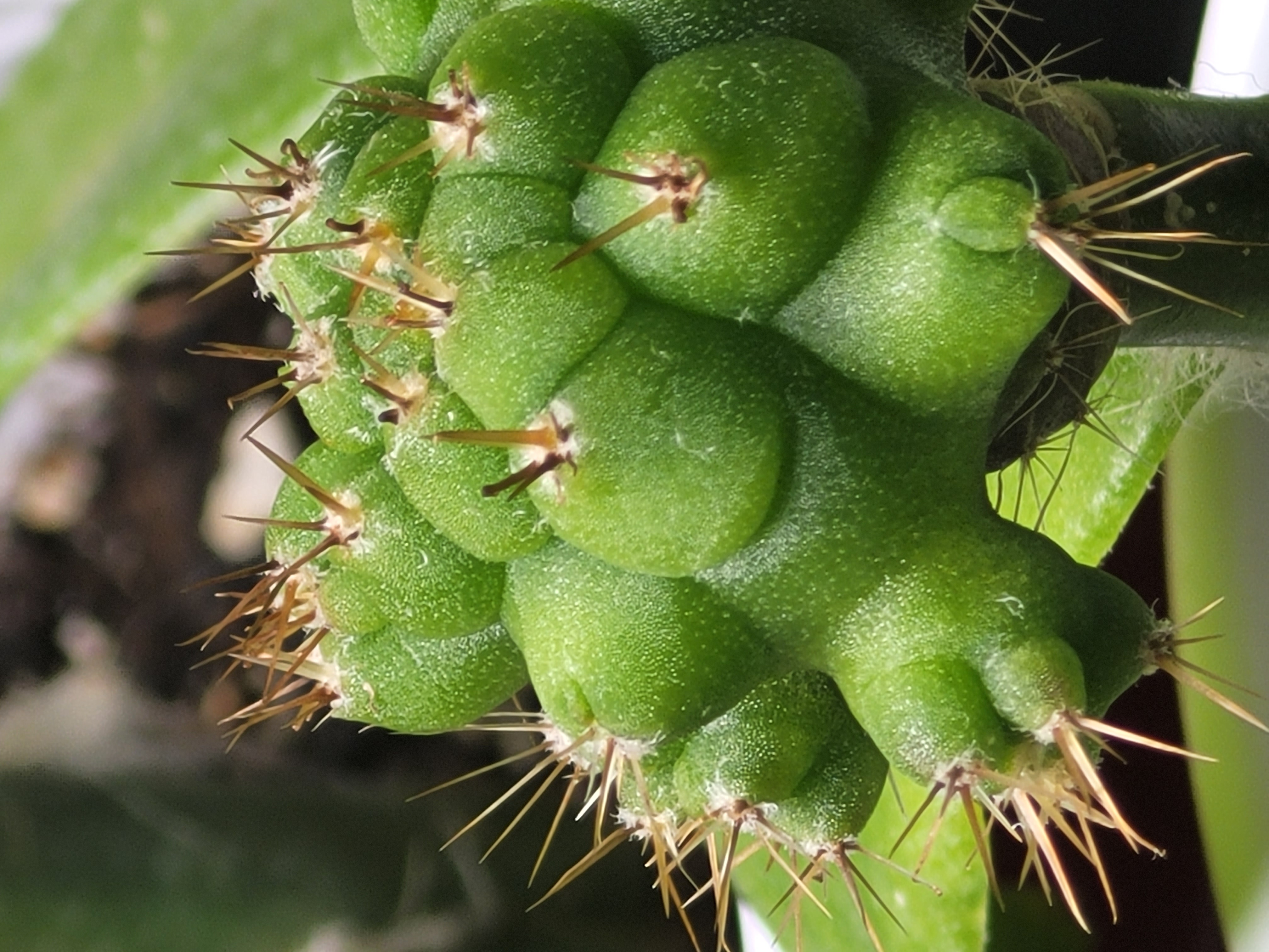 trichocereus bridgesii