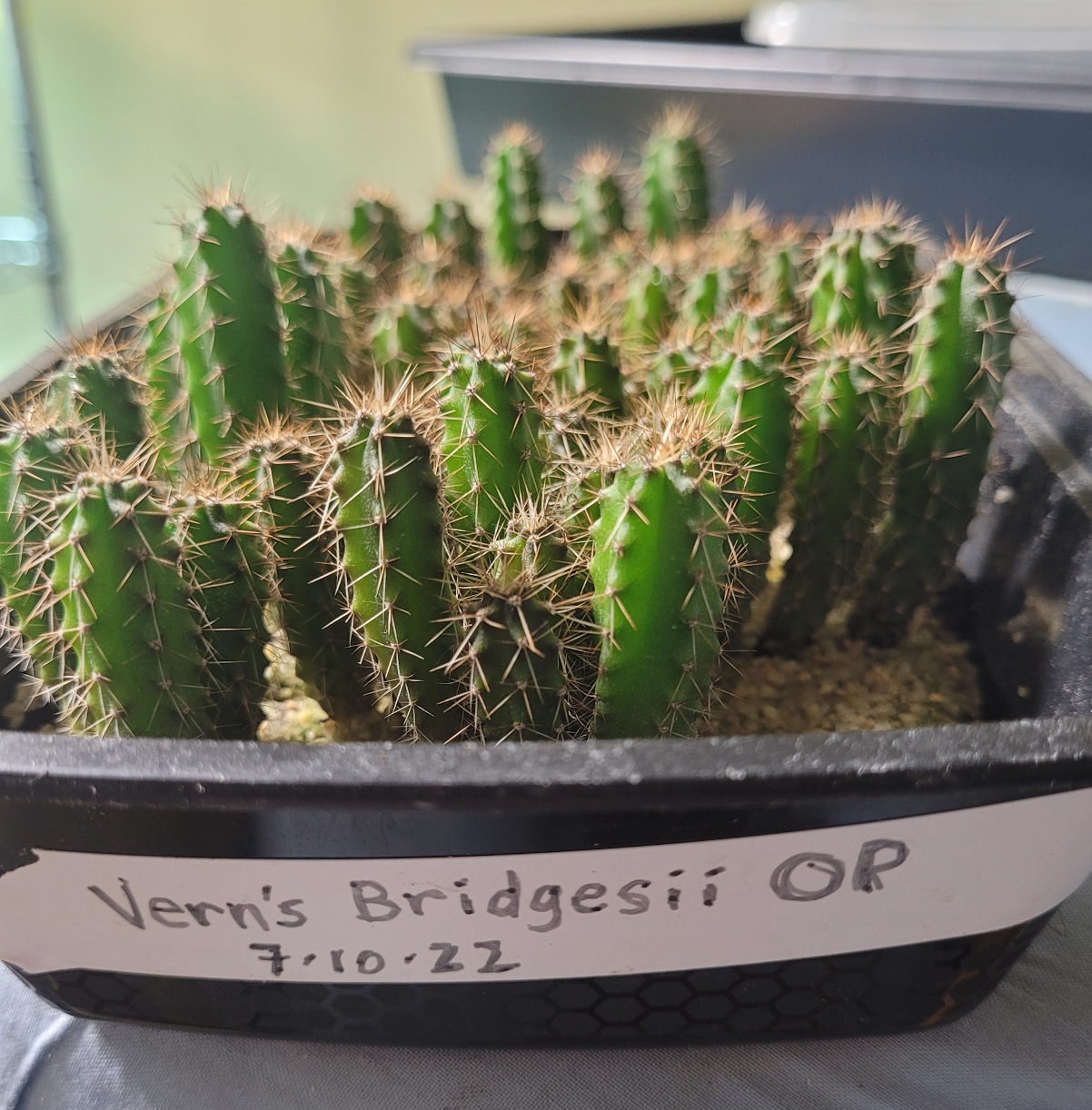 Vern's Bridgesii OP