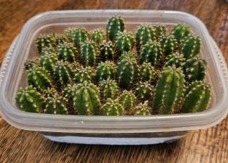 Trichocereus Australia 03 x 02 (eBay Brad L)